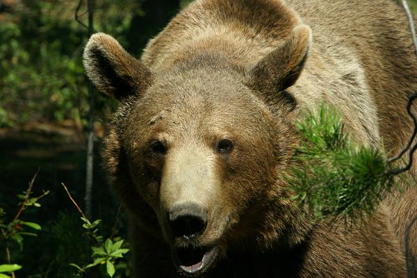 Photo of Ursus arctos by <a href="http://www.pbase.com/phototrex">Fred Lang</a>